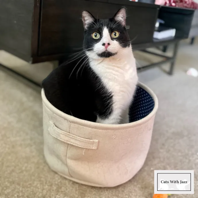 Cats With Jazz - San Francisco Bay Area Cat Sitter