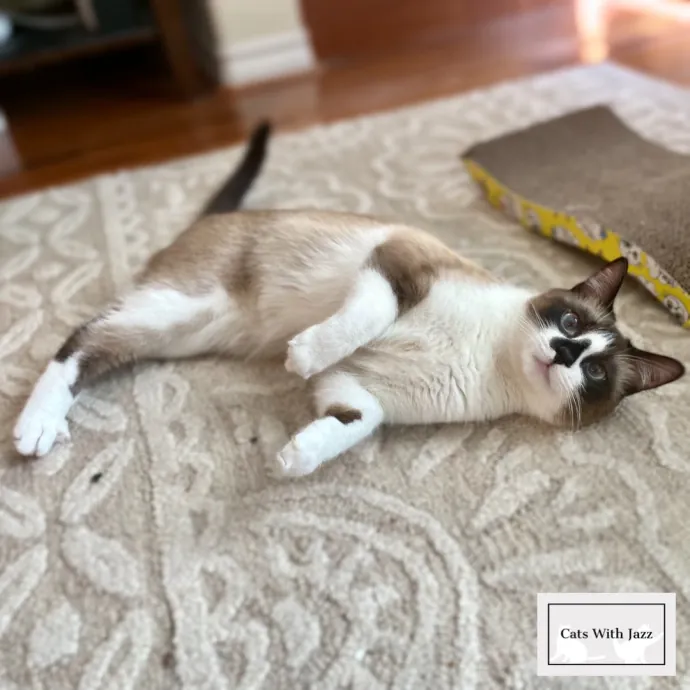 Cats With Jazz - San Francisco Bay Area Cat Sitter