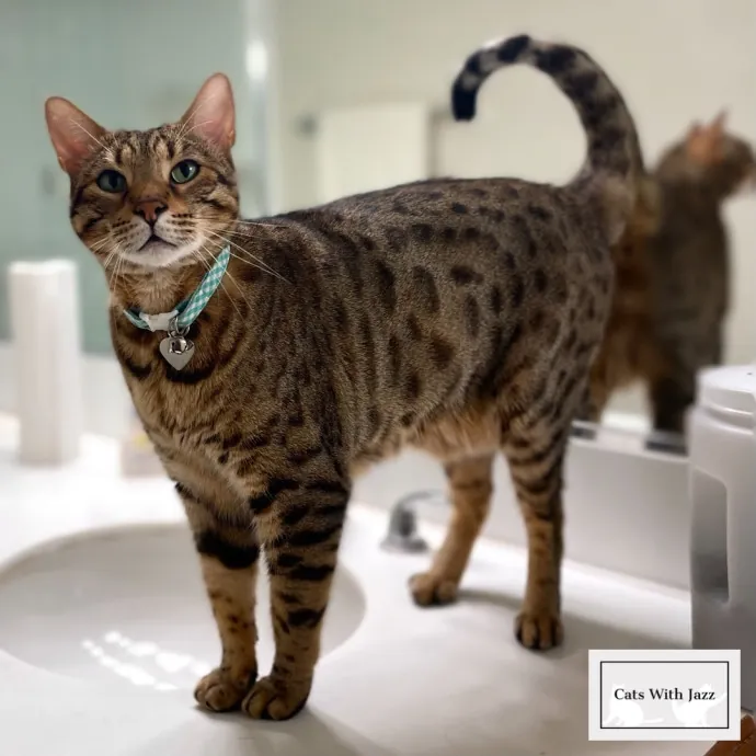 Cats With Jazz - San Francisco Bay Area Cat Sitter