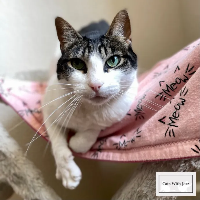 Cats With Jazz - San Francisco Bay Area Cat Sitter