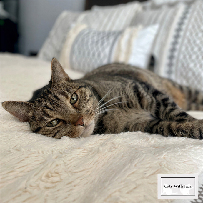 Cats With Jazz Llc - Certified Cat Care