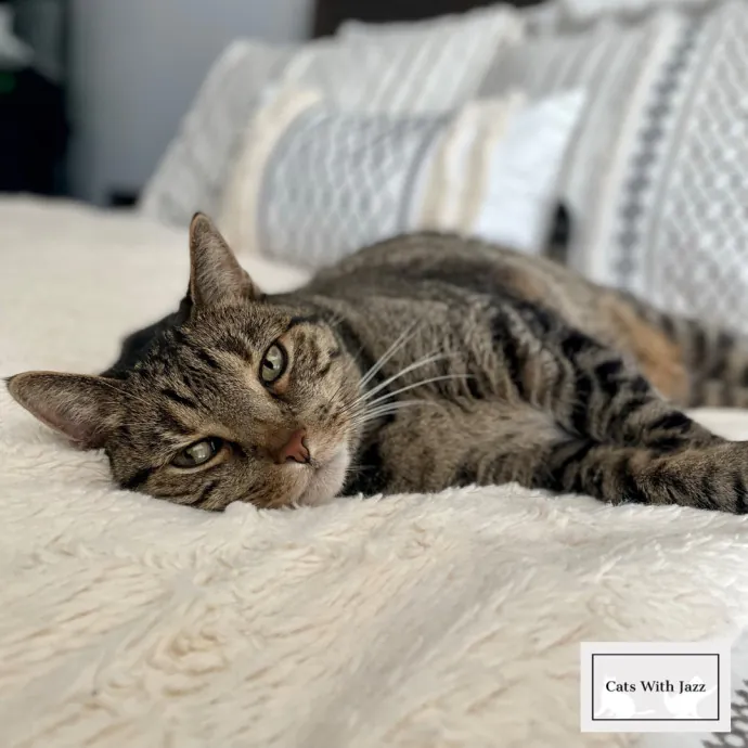 Cats With Jazz - San Francisco Bay Area Cat Sitter
