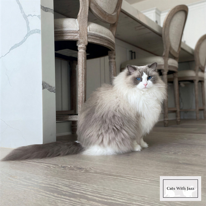 Cats With Jazz Llc - Certified Cat Care