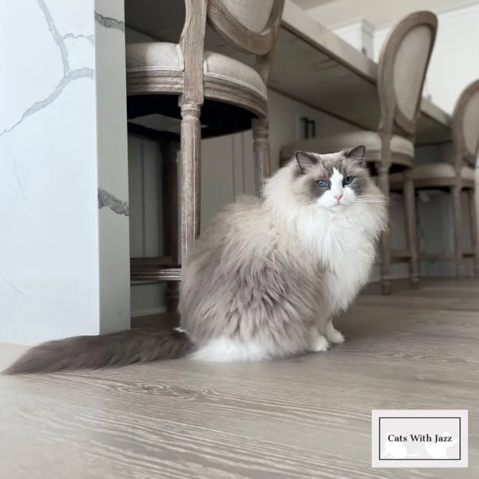 Cats With Jazz - San Francisco Bay Area Cat Sitter