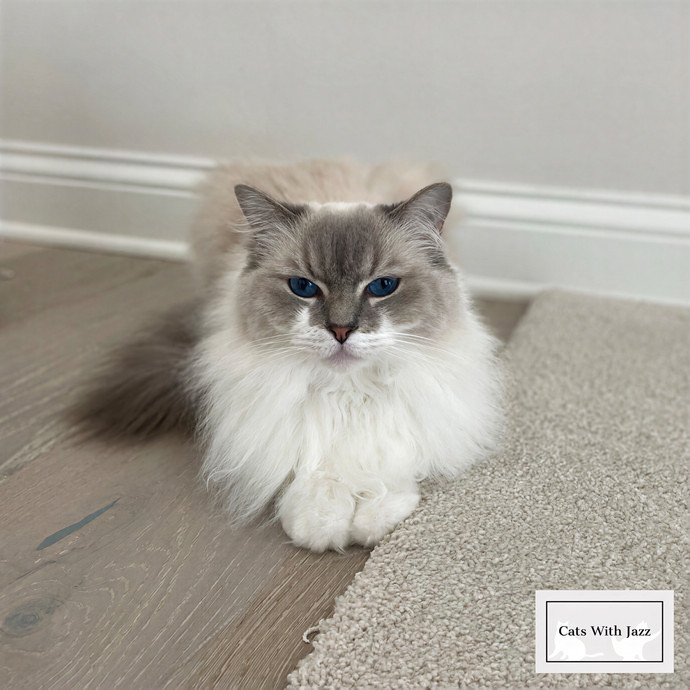 Cats With Jazz Llc - Certified Cat Care