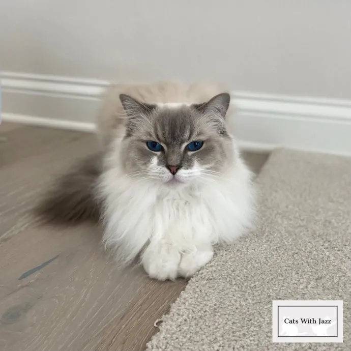 Cats With Jazz - San Francisco Bay Area Cat Sitter