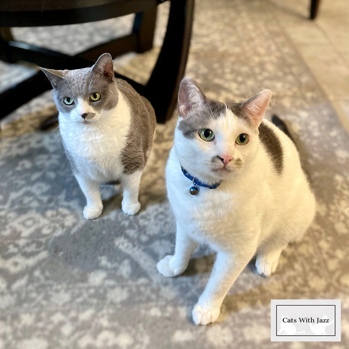 Cats With Jazz Llc - Certified Cat Care
