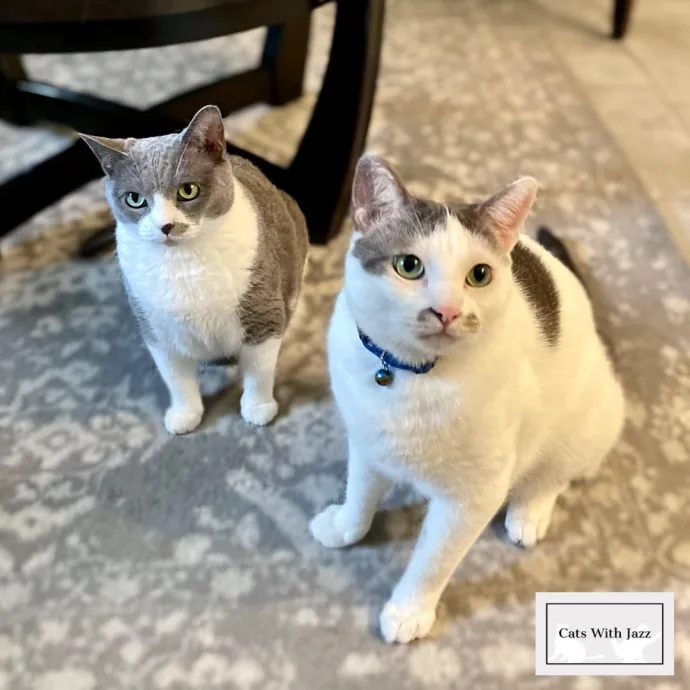 Cats With Jazz - San Francisco Bay Area Cat Sitter