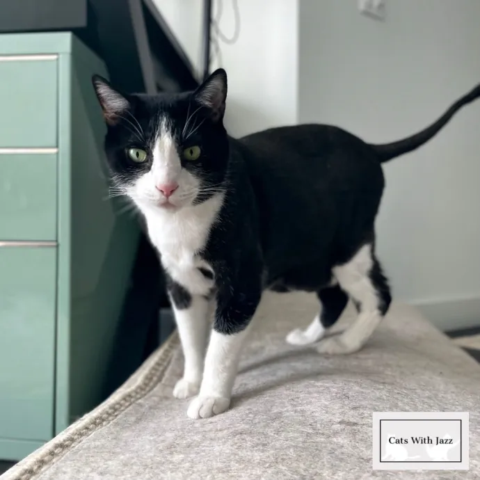 Cats With Jazz - San Francisco Bay Area Cat Sitter