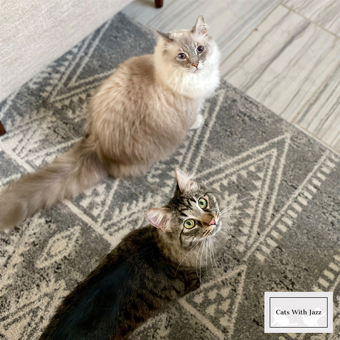 Cats With Jazz Llc - Certified Cat Care
