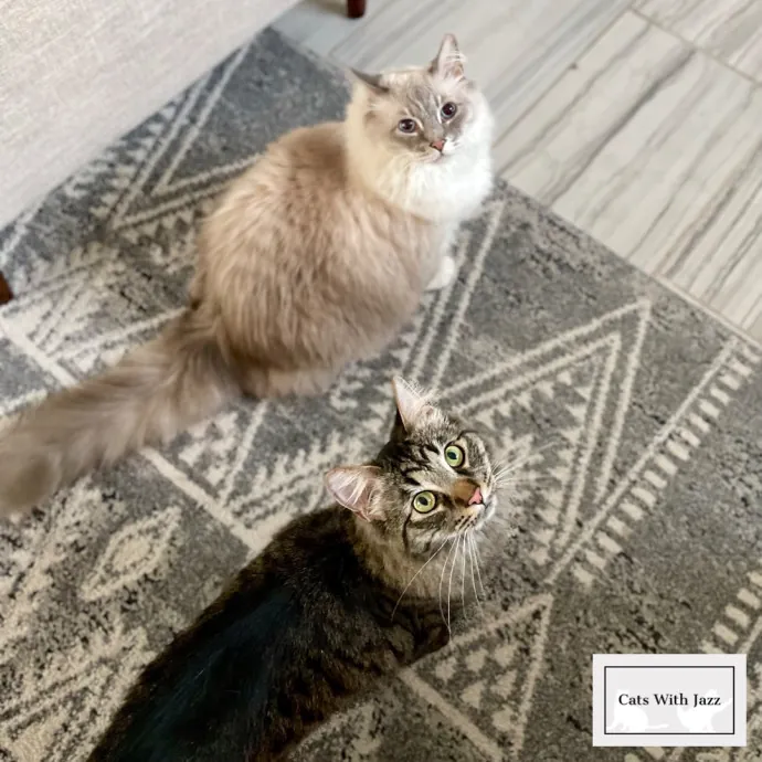 Cats With Jazz - San Francisco Bay Area Cat Sitter