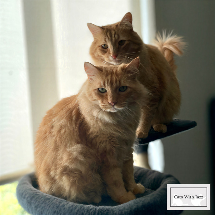 Cats With Jazz Llc - Certified Cat Care