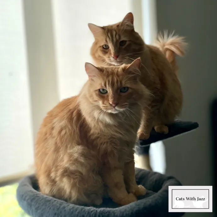 Cats With Jazz - San Francisco Bay Area Cat Sitter