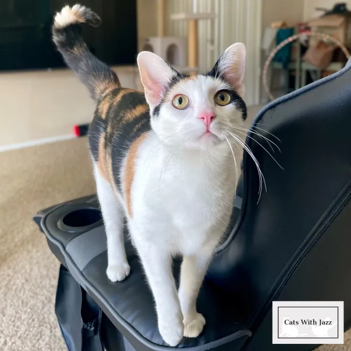 Cats With Jazz - San Francisco Bay Area Cat Sitter