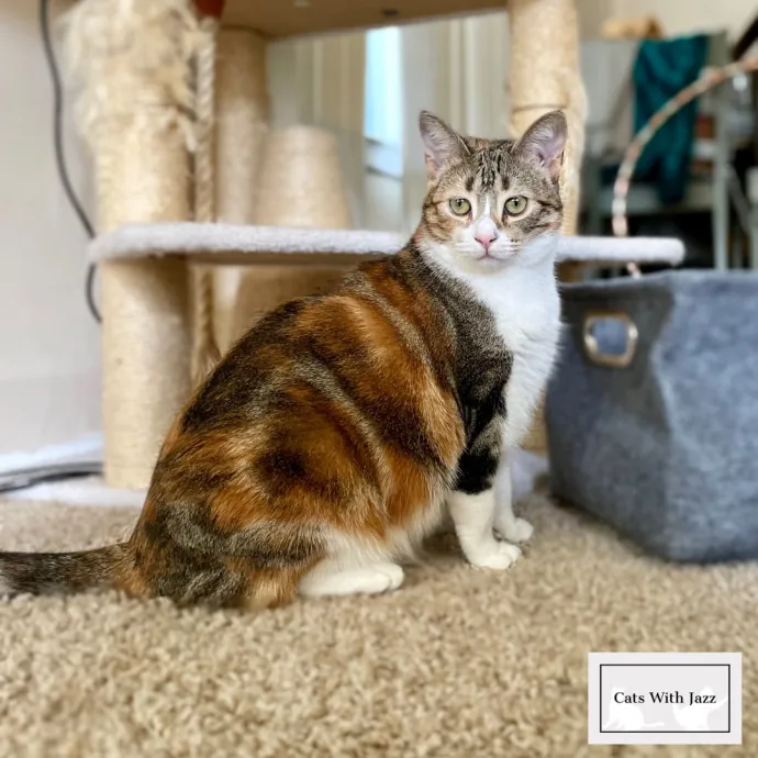Cats With Jazz - San Francisco Bay Area Cat Sitter