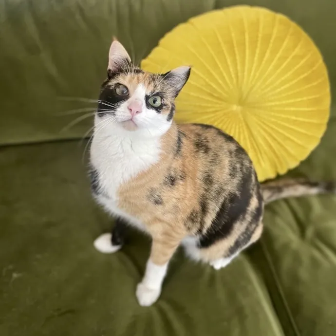 Cats With Jazz - San Francisco Bay Area Cat Sitter