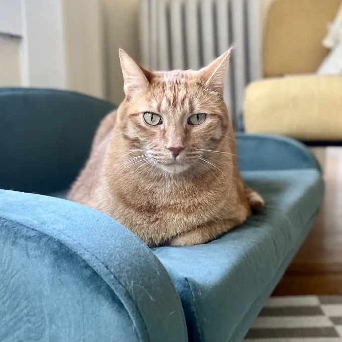 Cats With Jazz - San Francisco Bay Area Cat Sitter