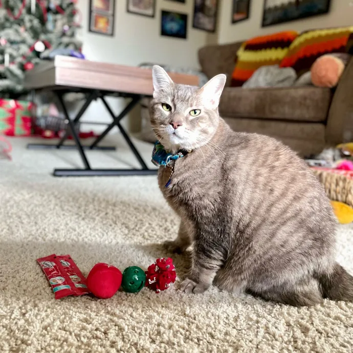 Cats With Jazz - San Francisco Bay Area Cat Sitter