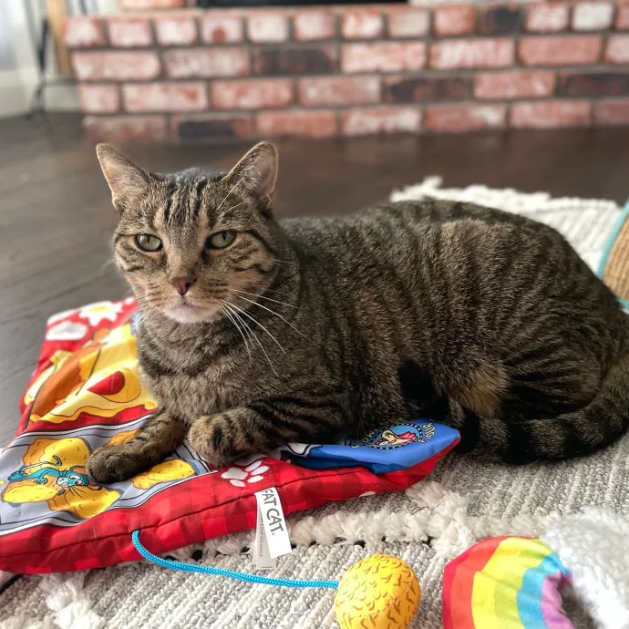 Cats With Jazz - San Francisco Bay Area Cat Sitter