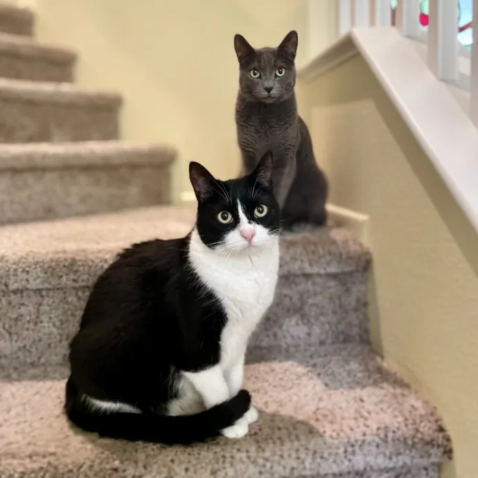 Cats With Jazz - San Francisco Bay Area Cat Sitter