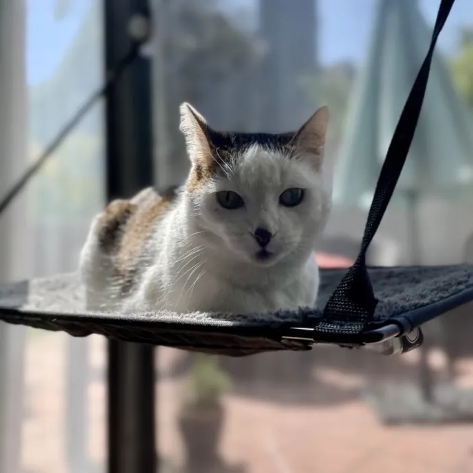 Cats With Jazz - San Francisco Bay Area Cat Sitter