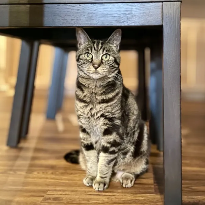 Cats With Jazz - San Francisco Bay Area Cat Sitter