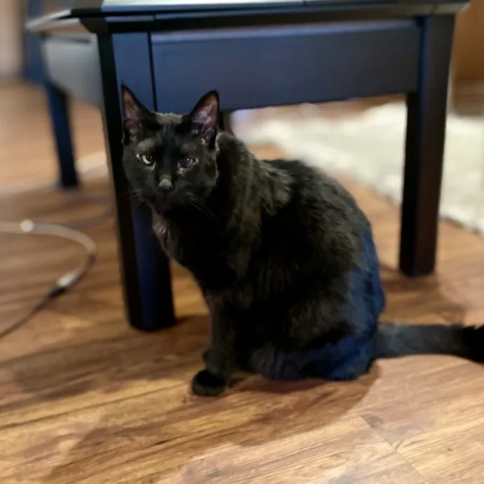 Cats With Jazz - San Francisco Bay Area Cat Sitter