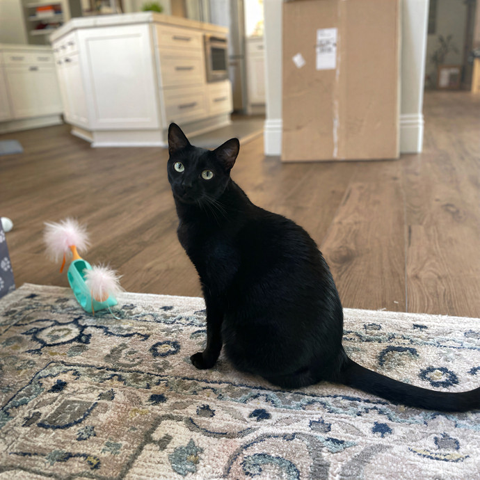 Cats With Jazz Llc - Certified Cat Care