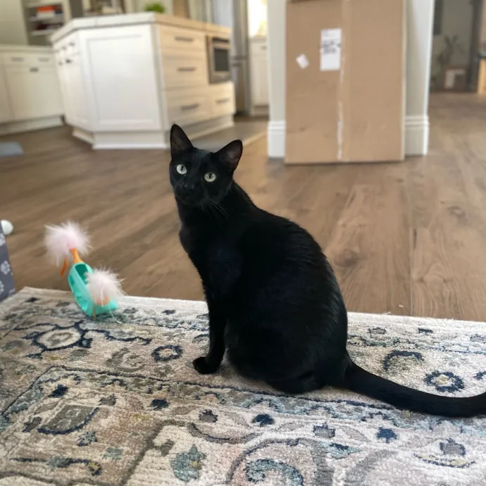 Cats With Jazz - San Francisco Bay Area Cat Sitter
