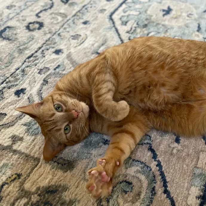 Cats With Jazz - San Francisco Bay Area Cat Sitter