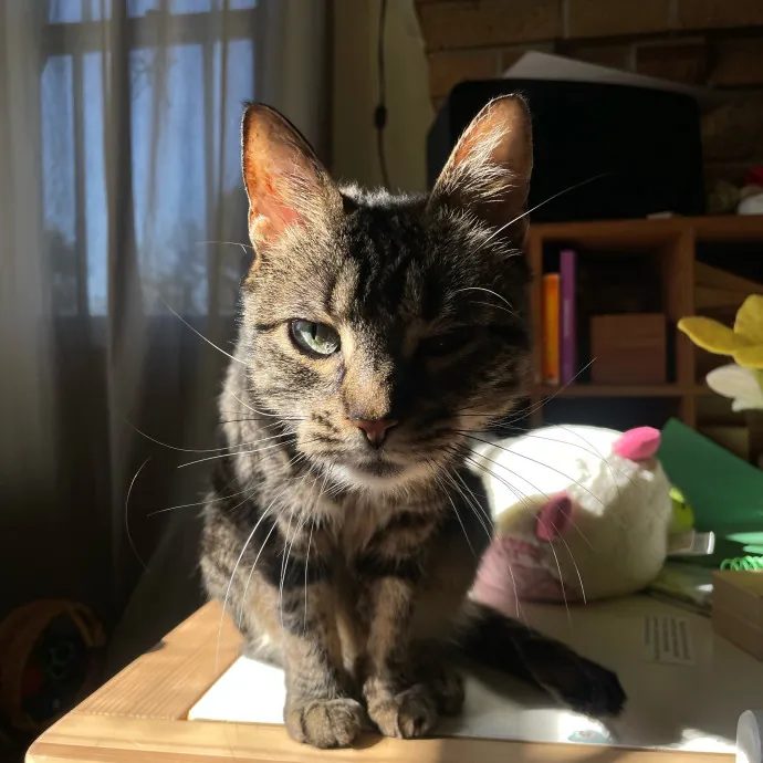 Cats With Jazz - San Francisco Bay Area Cat Sitter