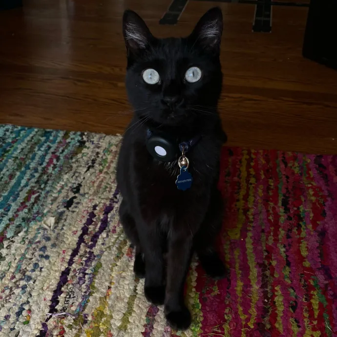 Cats With Jazz - San Francisco Bay Area Cat Sitter