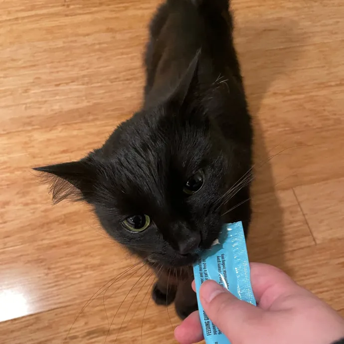 Cats With Jazz - San Francisco Bay Area Cat Sitter