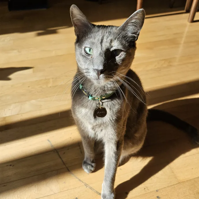 Cats With Jazz - San Francisco Bay Area Cat Sitter