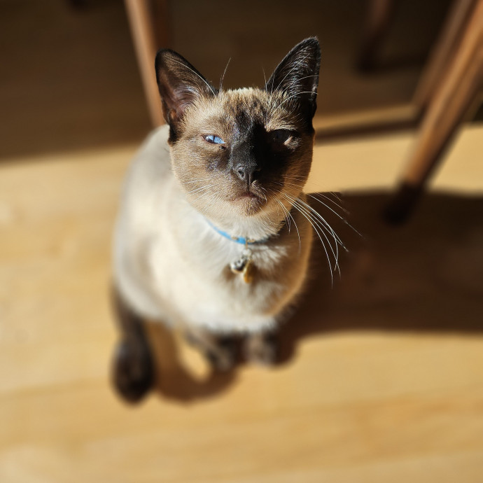 Cats With Jazz Llc - Certified Cat Care