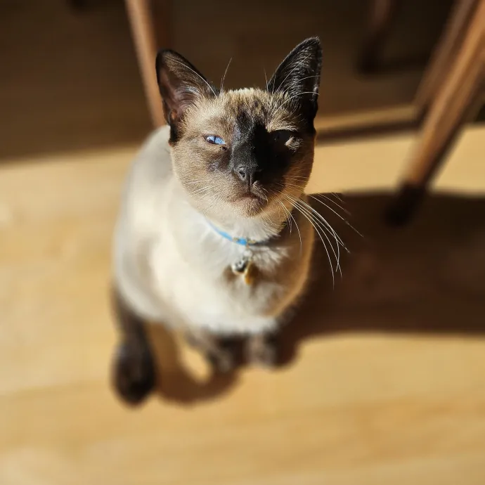 Cats With Jazz - San Francisco Bay Area Cat Sitter
