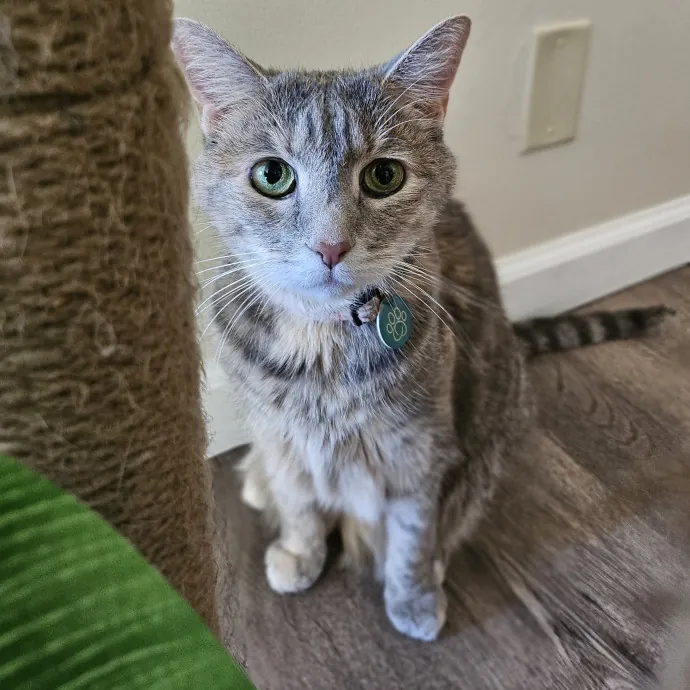 Cats With Jazz - San Francisco Bay Area Cat Sitter