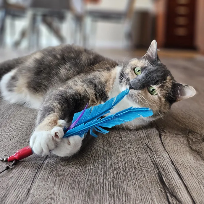 Cats With Jazz - San Francisco Bay Area Cat Sitter