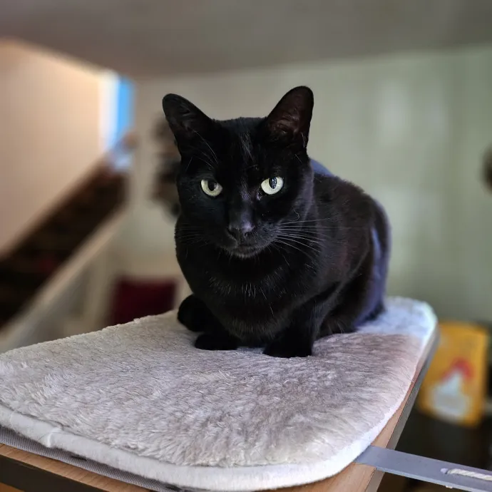 Cats With Jazz - San Francisco Bay Area Cat Sitter