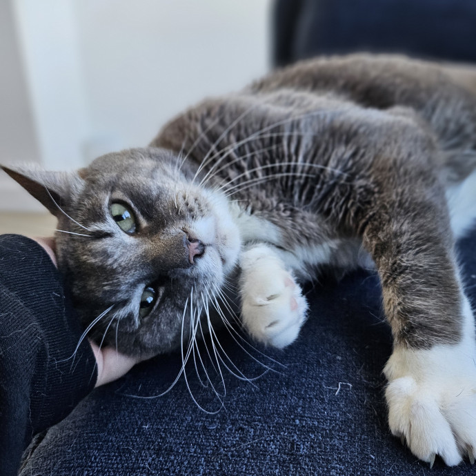 Cats With Jazz Llc - Certified Cat Care