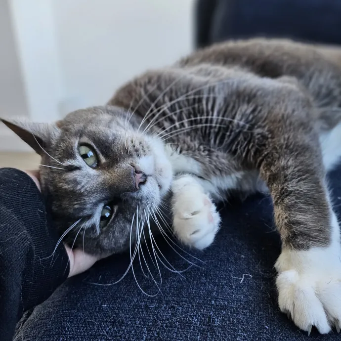 Cats With Jazz - San Francisco Bay Area Cat Sitter