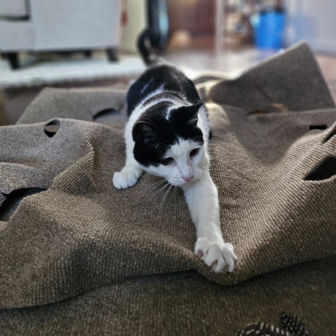 Cats With Jazz Llc - Certified Cat Care