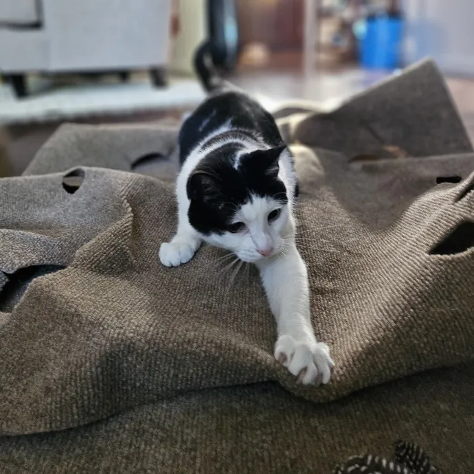 Cats With Jazz - San Francisco Bay Area Cat Sitter