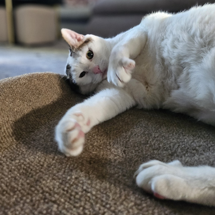 Cats With Jazz Llc - Certified Cat Care