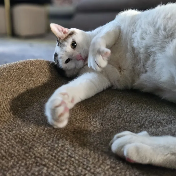 Cats With Jazz - San Francisco Bay Area Cat Sitter