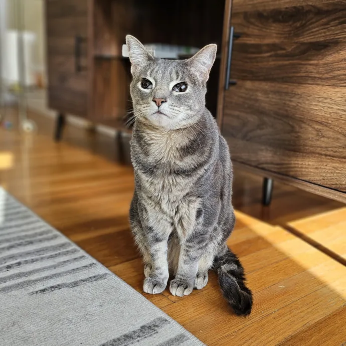 Cats With Jazz - San Francisco Bay Area Cat Sitter