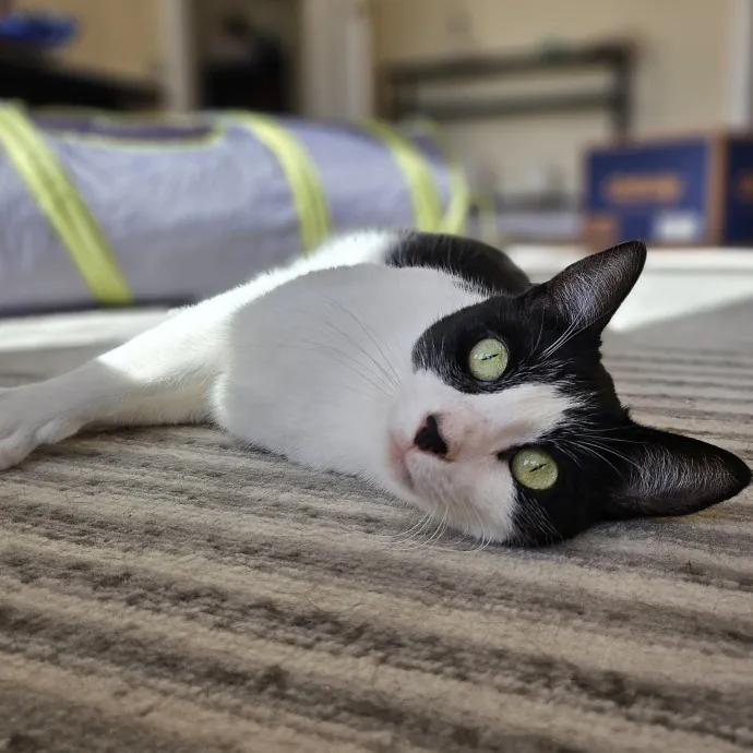 Cats With Jazz - San Francisco Bay Area Cat Sitter