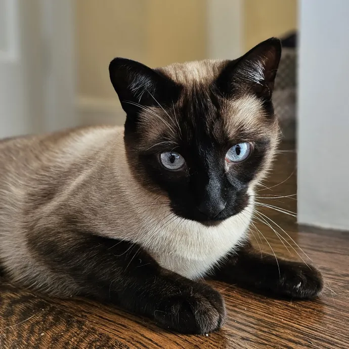 Cats With Jazz - San Francisco Bay Area Cat Sitter