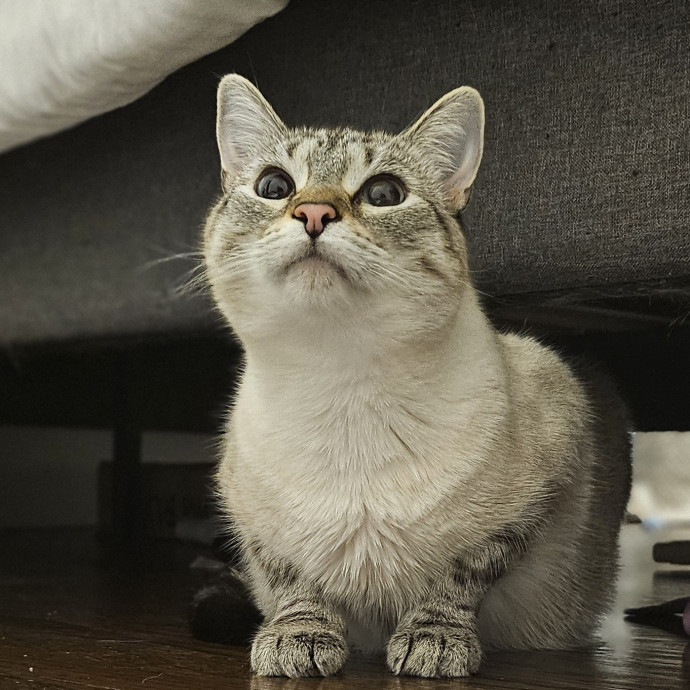 Cats With Jazz Llc - Certified Cat Care