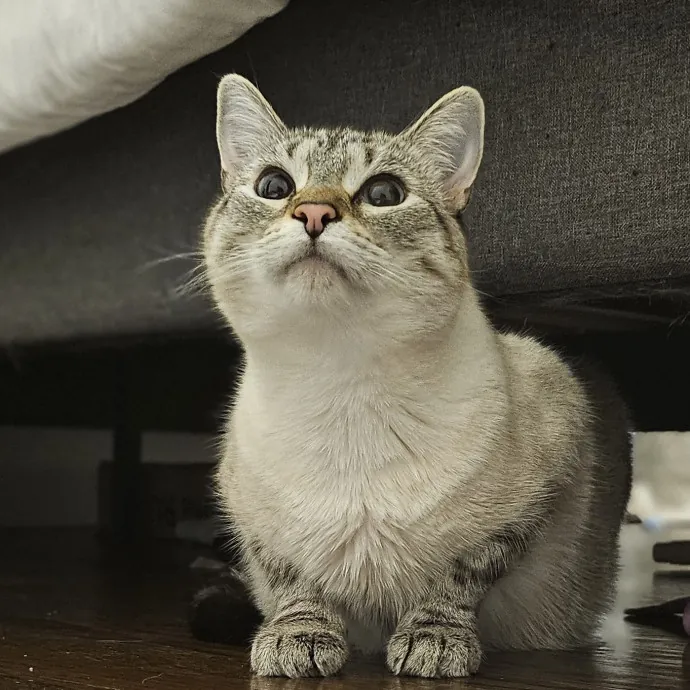 Cats With Jazz - San Francisco Bay Area Cat Sitter